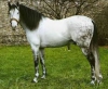 Maya_Horses - Horzer horse breeder 