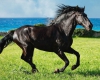 ReganAdam - Horzer horse breeder 