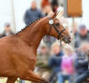 Honoo - Horzer horse breeder 