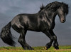 Mileac21 - Horzer horse breeder 