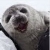 the_seal_lover
