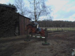 Don´t Touch - Male Holsteiner (6 years)