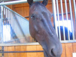My Horse - Male Hanoverian Horse (12 years)
