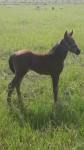 f23 - Hanoverian Horse (4 months)