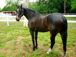 Total Eclipse - Standardbred (5 years)