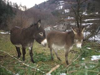 Anesse Et Bebe Grand Noir Du Berry Donkey Donkey