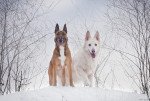 Un Malinois et un chien d'une autre race sont assis sous la neige