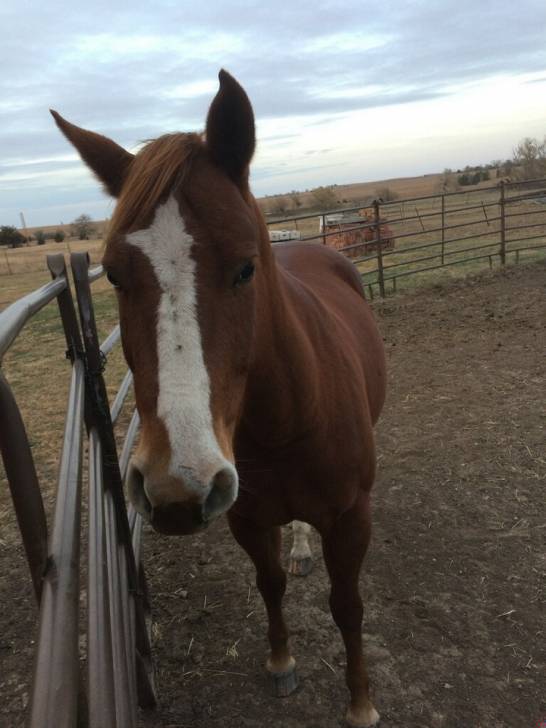 swellegant willow horse