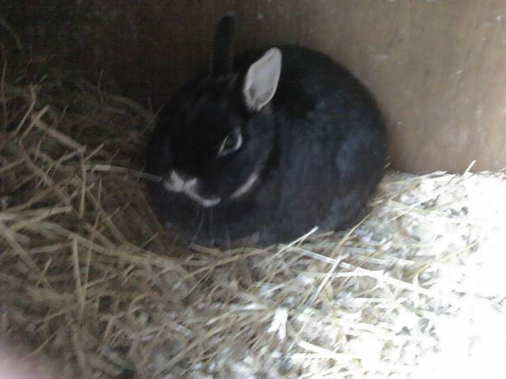 bluebell bunny